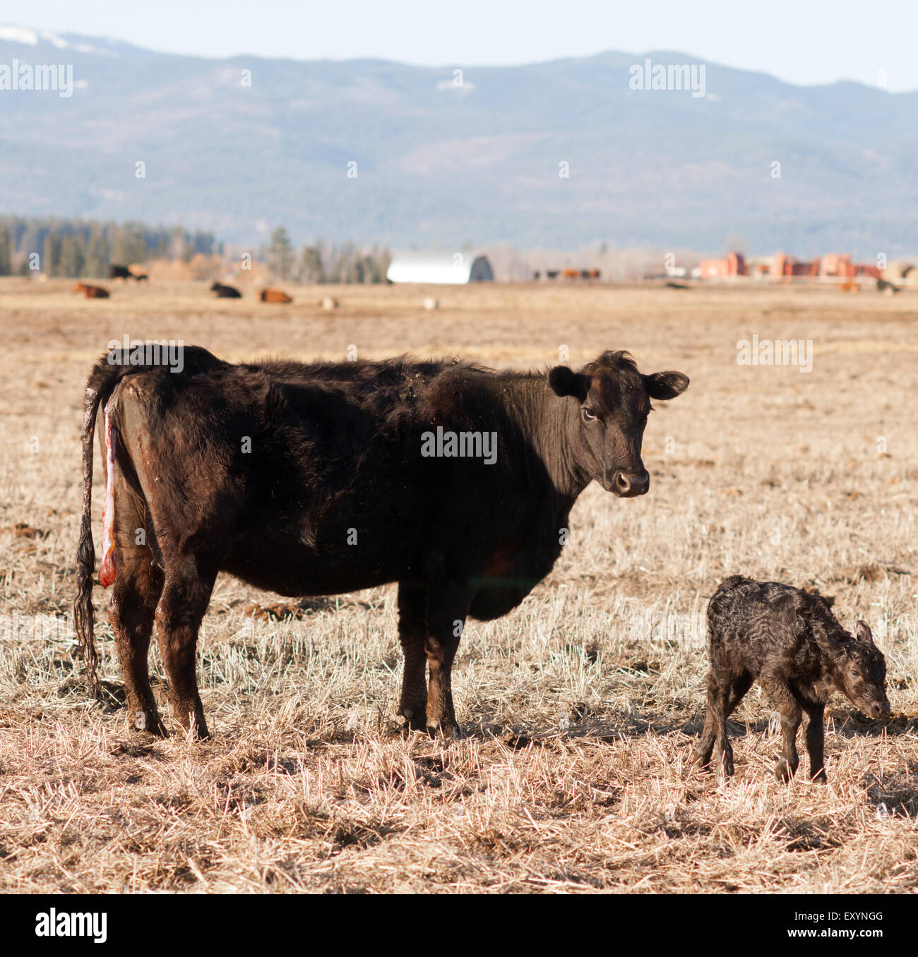 Mom's are left to fend for themselves when giving birth on the ranch in Montana Stock Photo