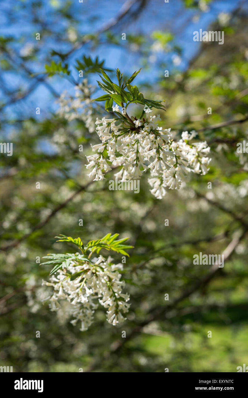 Syringa Pinnatifolia with dangling white flowers in spring. Stock Photo
