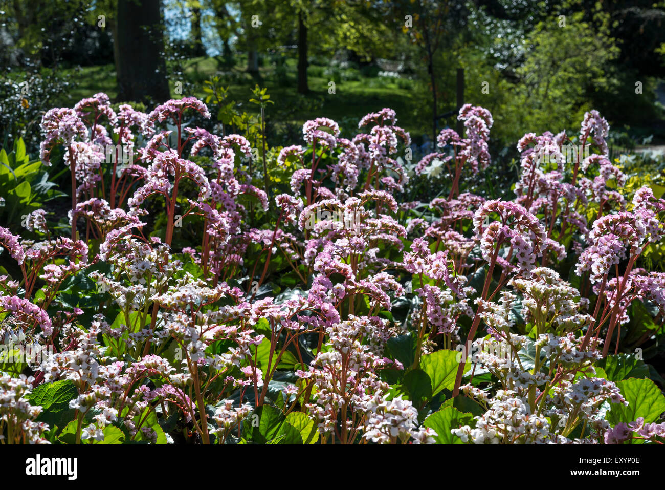 Bergenia Cordifolia with pale pink flowers in a spring garden. Stock Photo