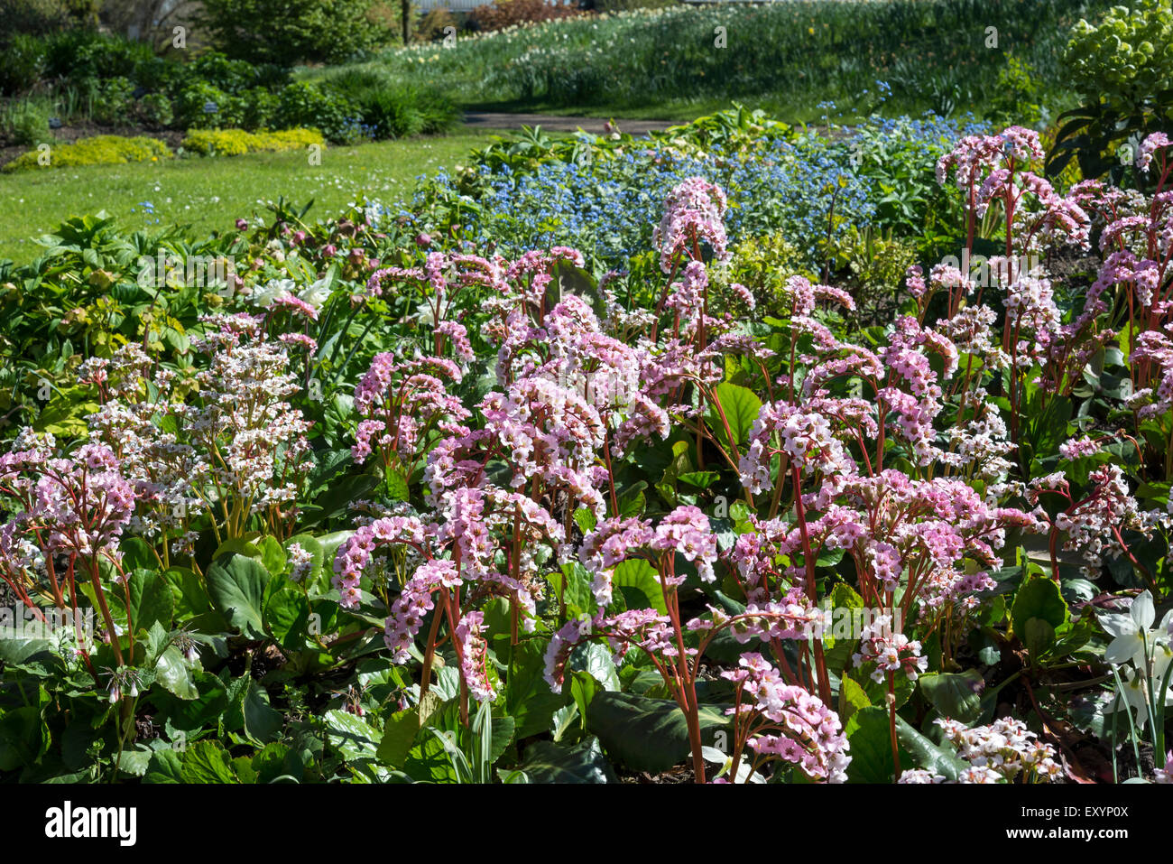 Bergenia Cordifolia with pale pink flowers in a spring garden. Stock Photo
