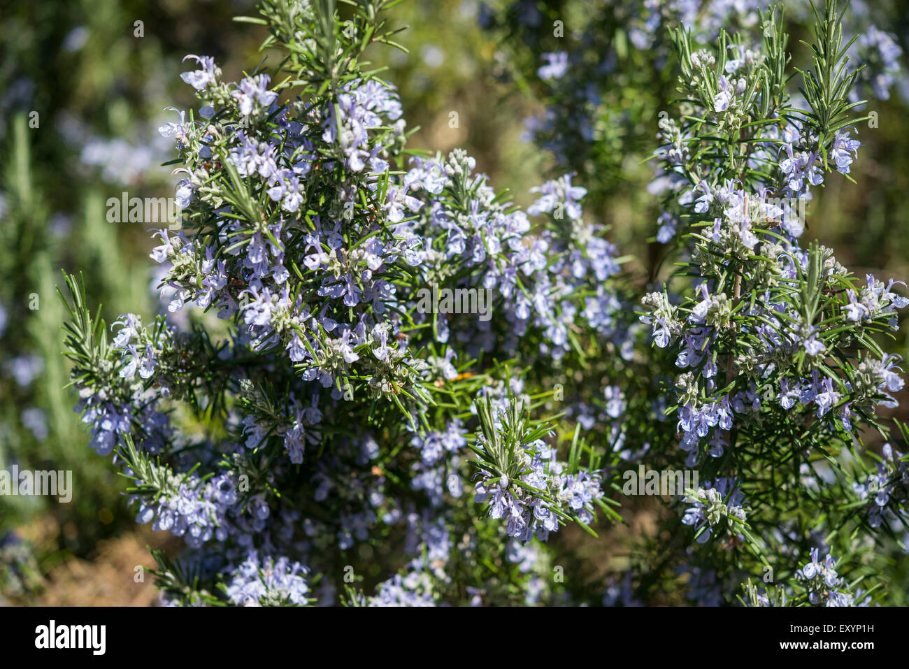 Pale blue flowering Rosemary (Rosmarinus Offinalis). Stock Photo