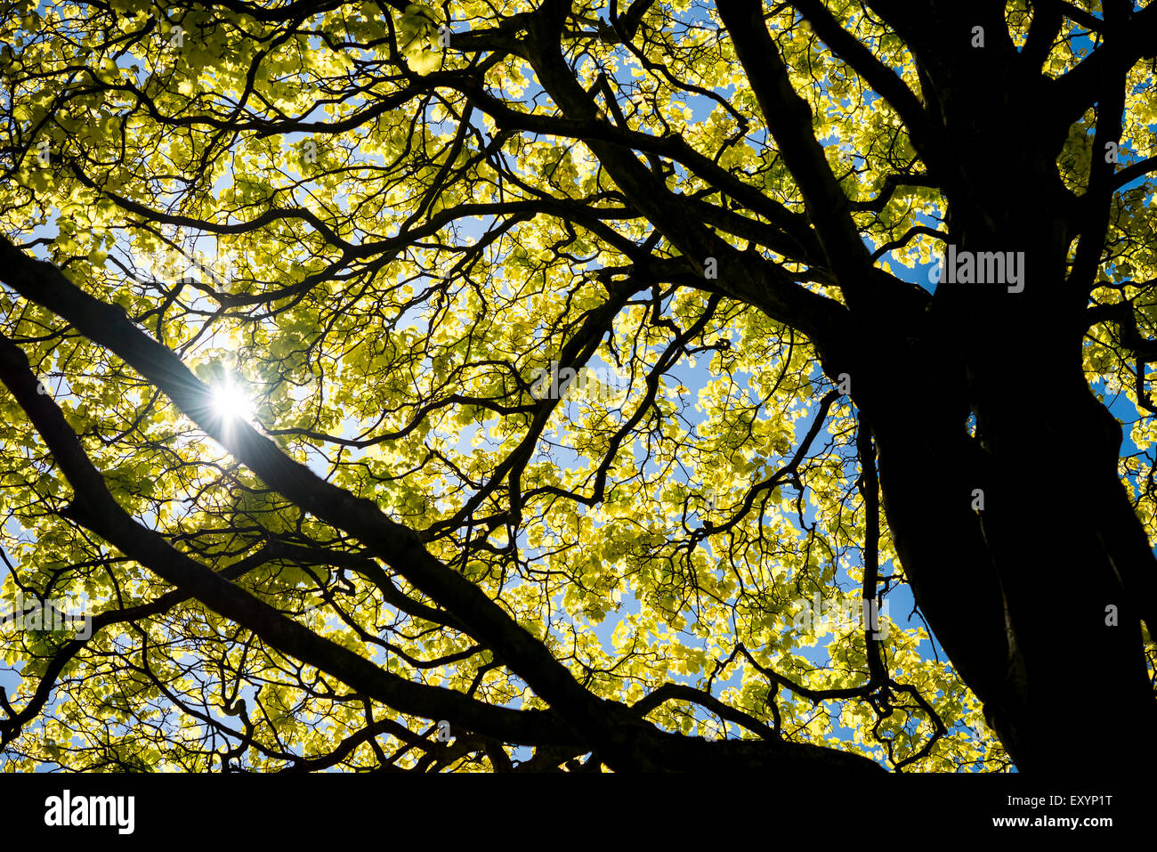 Looking up into the branches of an Acer tree with dark branches and bright yellow new foliage. Stock Photo