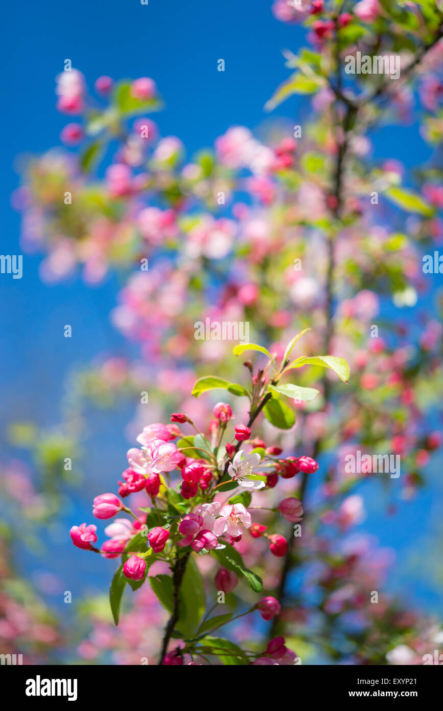 Malus Floribunda with gorgeous pink blossom against a blue sky. A sunny spring day. Stock Photo