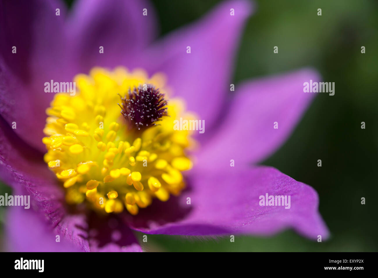 Extreme close up of a Pulsatilla Vulgaris flower with rich purple flowers and bright  yellow stamens. Stock Photo