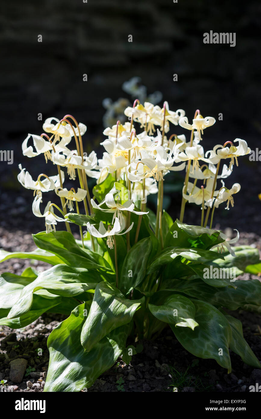 An Erythronium 'White Beauty' flowering in spring sunshine. Stock Photo