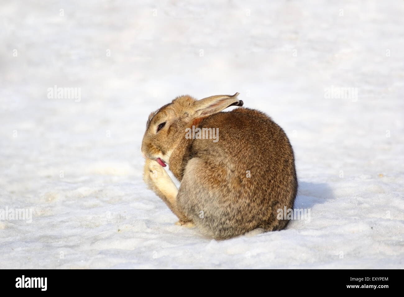 fat funny rabbit cleaning its paw in snow Stock Photo