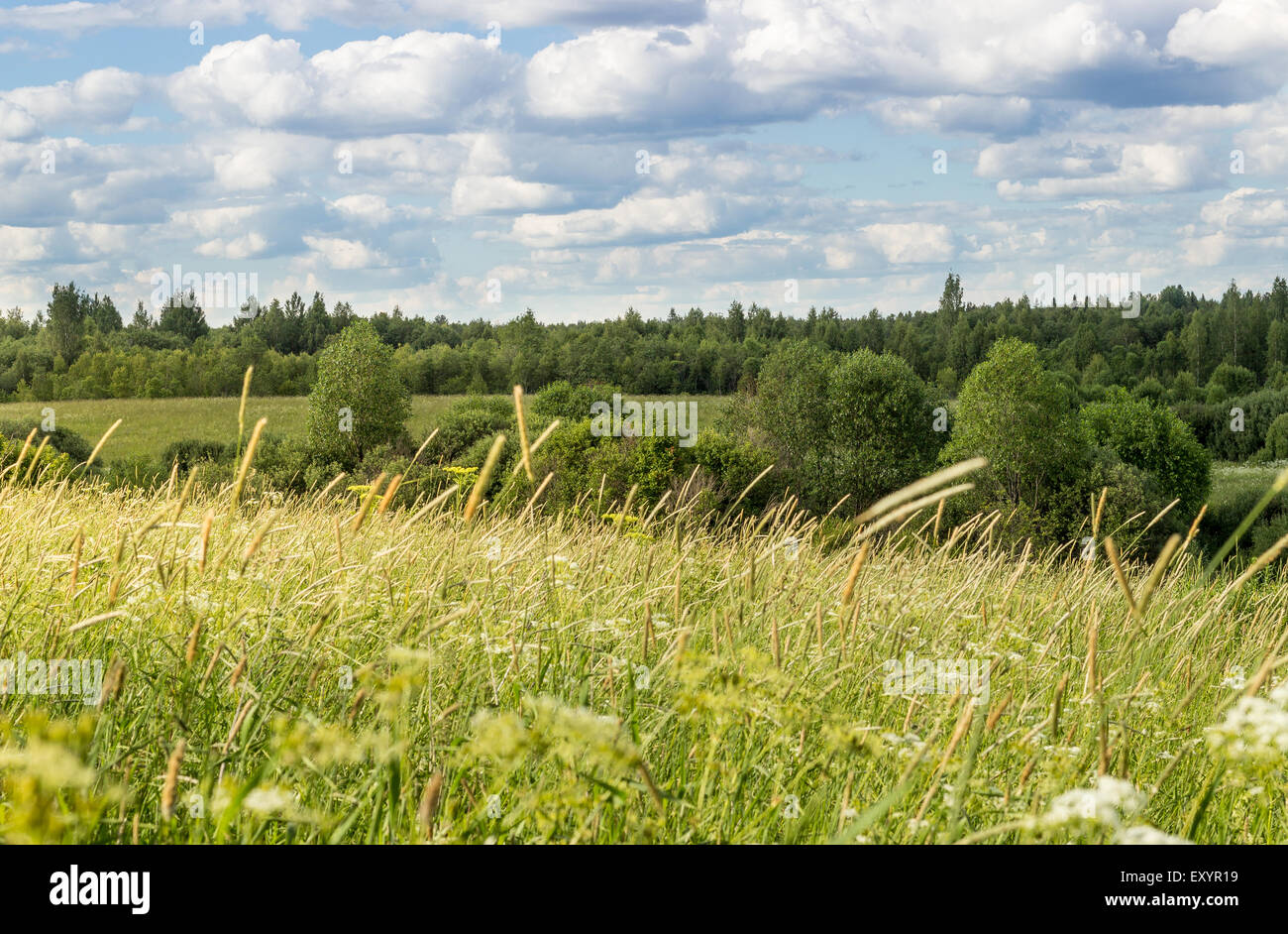 Summer landscape with meadow Stock Photo - Alamy