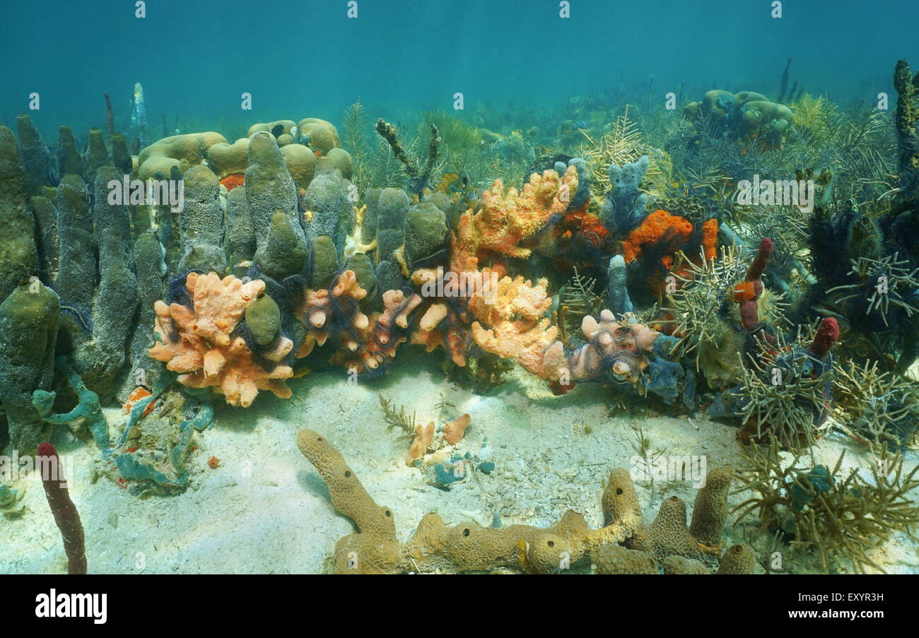 Colorful sponges underwater in a coral reef of the Caribbean sea Stock Photo