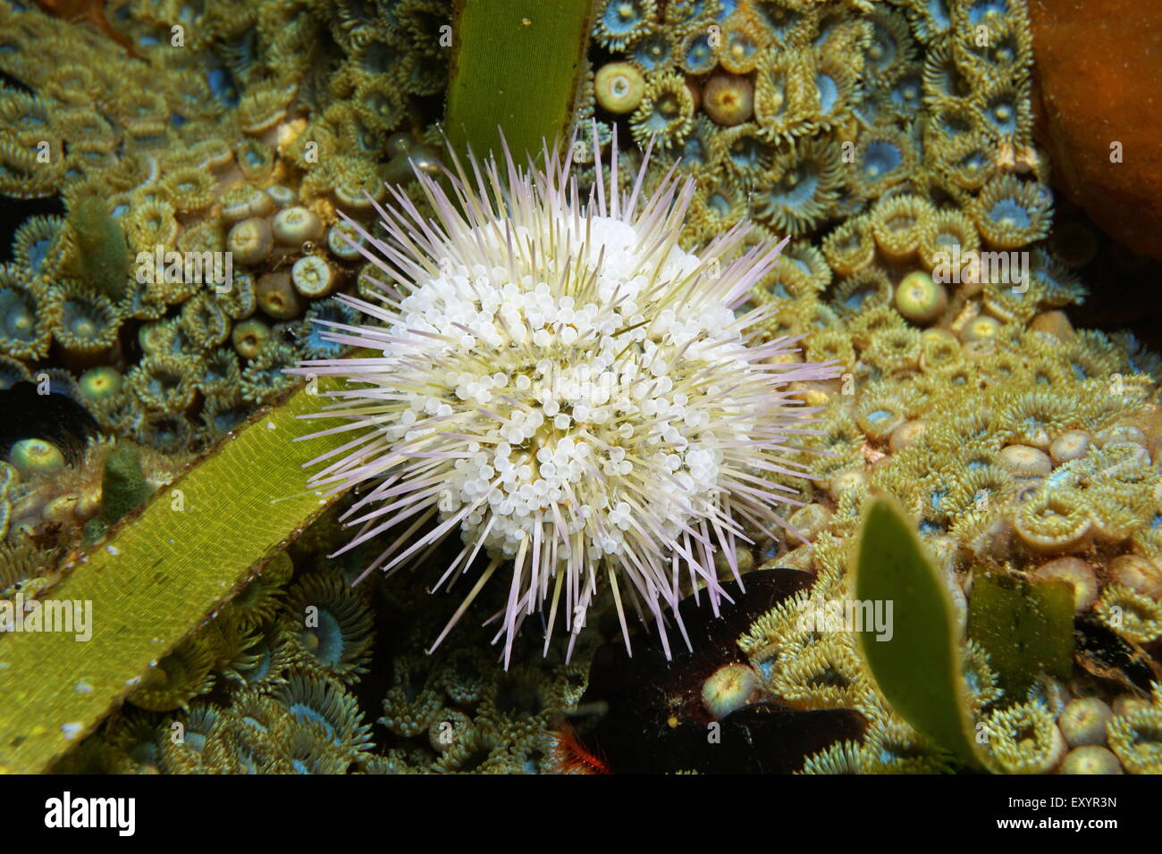 Live specimen of Variegated sea urchin or green sea urchin, Lytechinus variegatus, underwater in the Caribbean sea, Panama Stock Photo