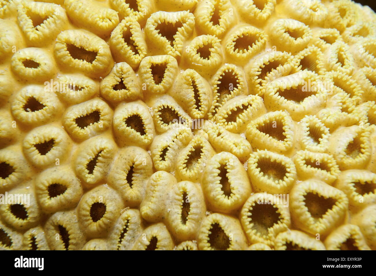 Marine life underwater, colony of white encrusting zoanthid, Palythoa caribaeorum, in the Caribbean sea Stock Photo