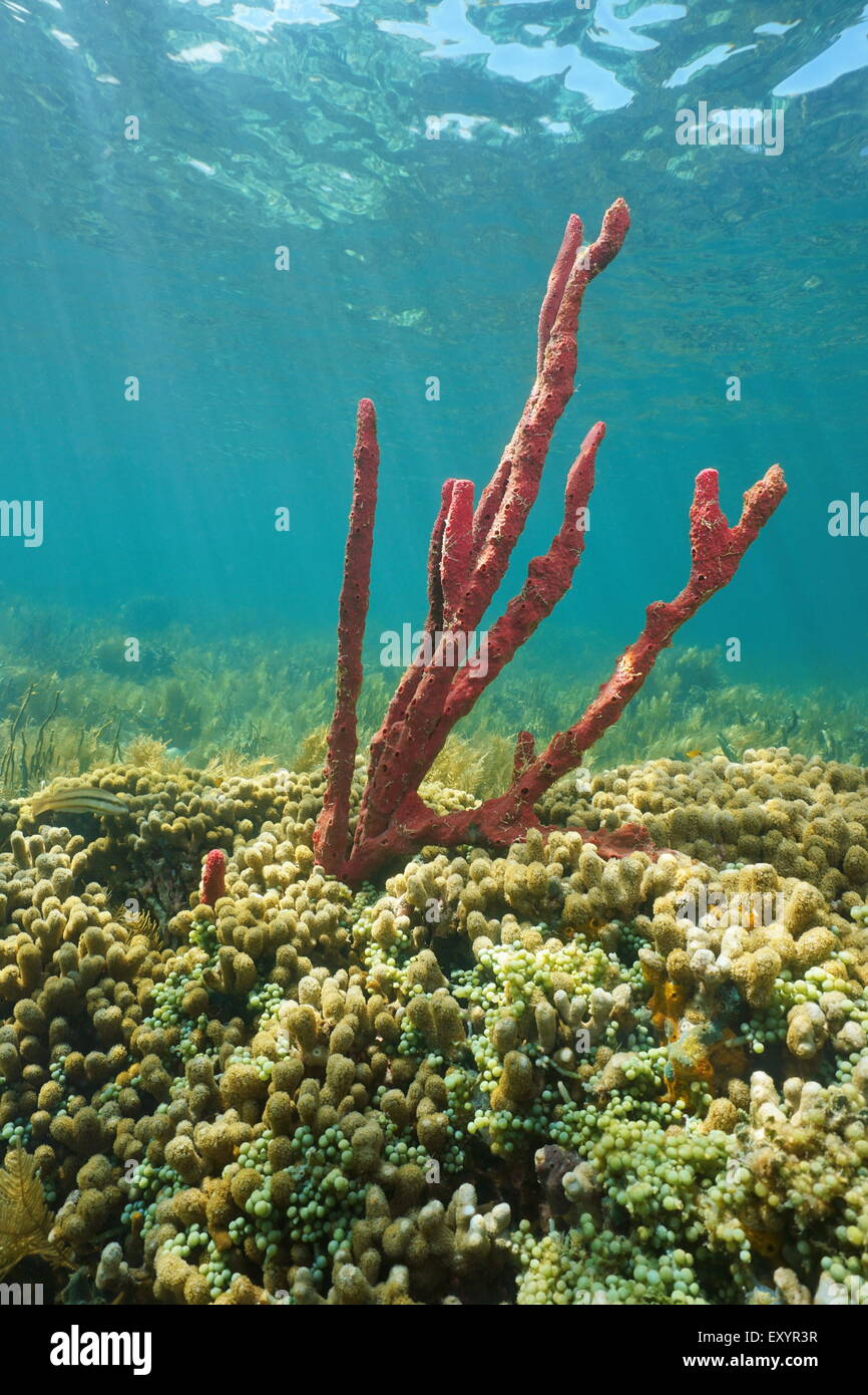 Red tree sponge underwater in a Caribbean coral reef, Central America, Panama Stock Photo