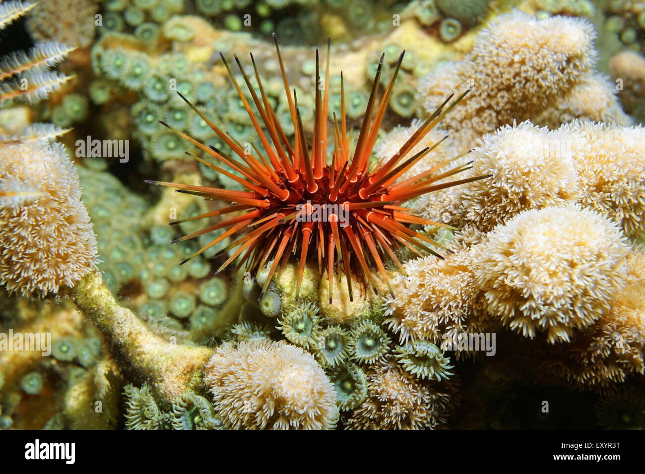 Underwater marine life, Echinometra viridis, commonly called reef urchin, Caribbean sea Stock Photo