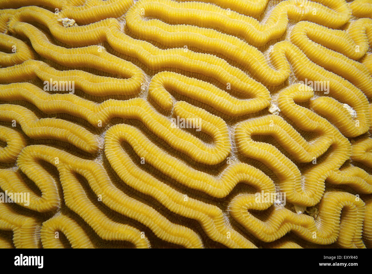 Sea life, grooved brain coral labyrinth, Caribbean sea Stock Photo