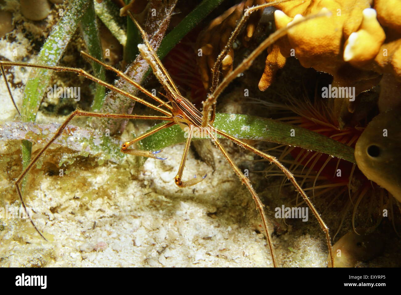 Underwater marine life, a yellowline arrow crab, Stenorhynchus seticornis, in the Caribbean sea Stock Photo