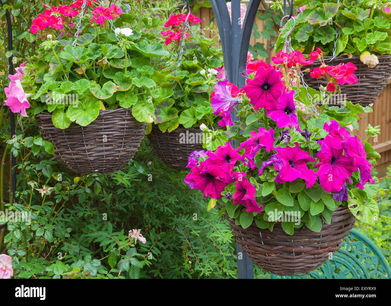 Beautiful hanging baskets with purple petunias. Stock Photo