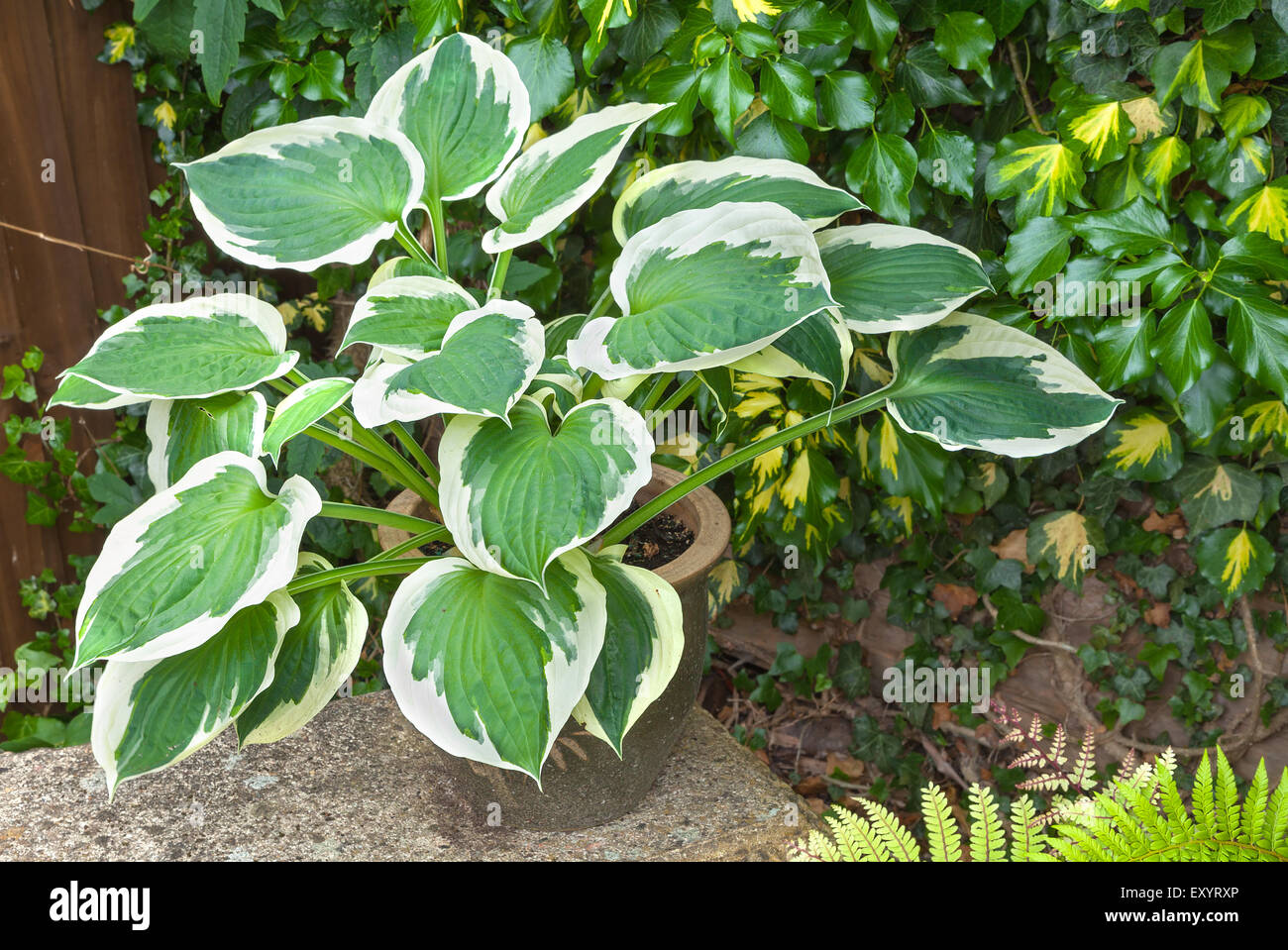 Variegated hosta with cream and green leaves in a planter Stock Photo