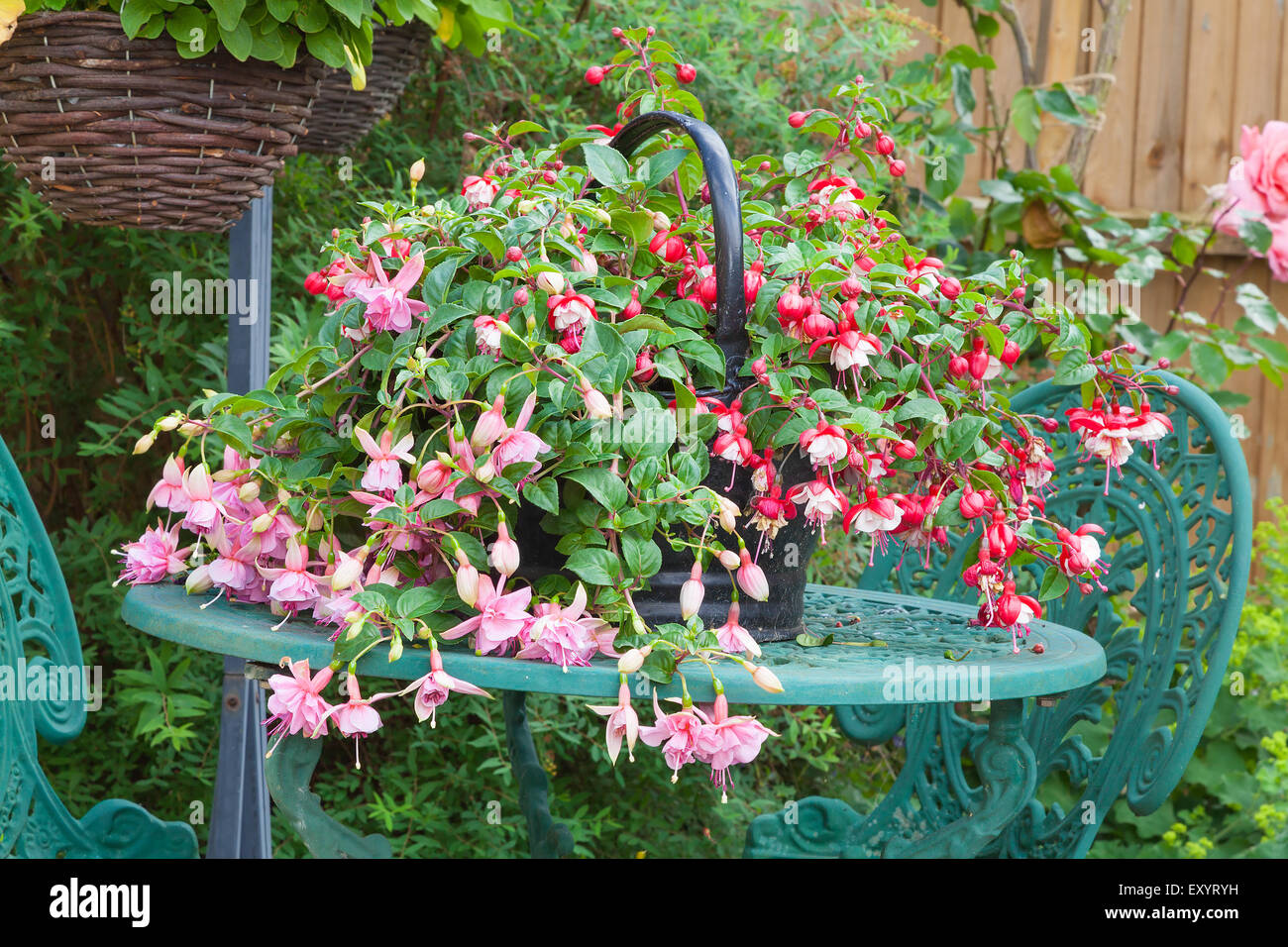 Pink fuchsia planted in a container resting on a garden table with hanging basket background Stock Photo