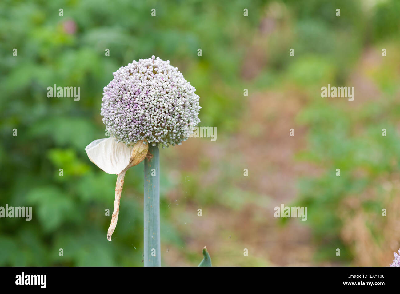 Exquisite Allium Seeds Picture Illustration Exquisite Allium Seeds Picture Illustration