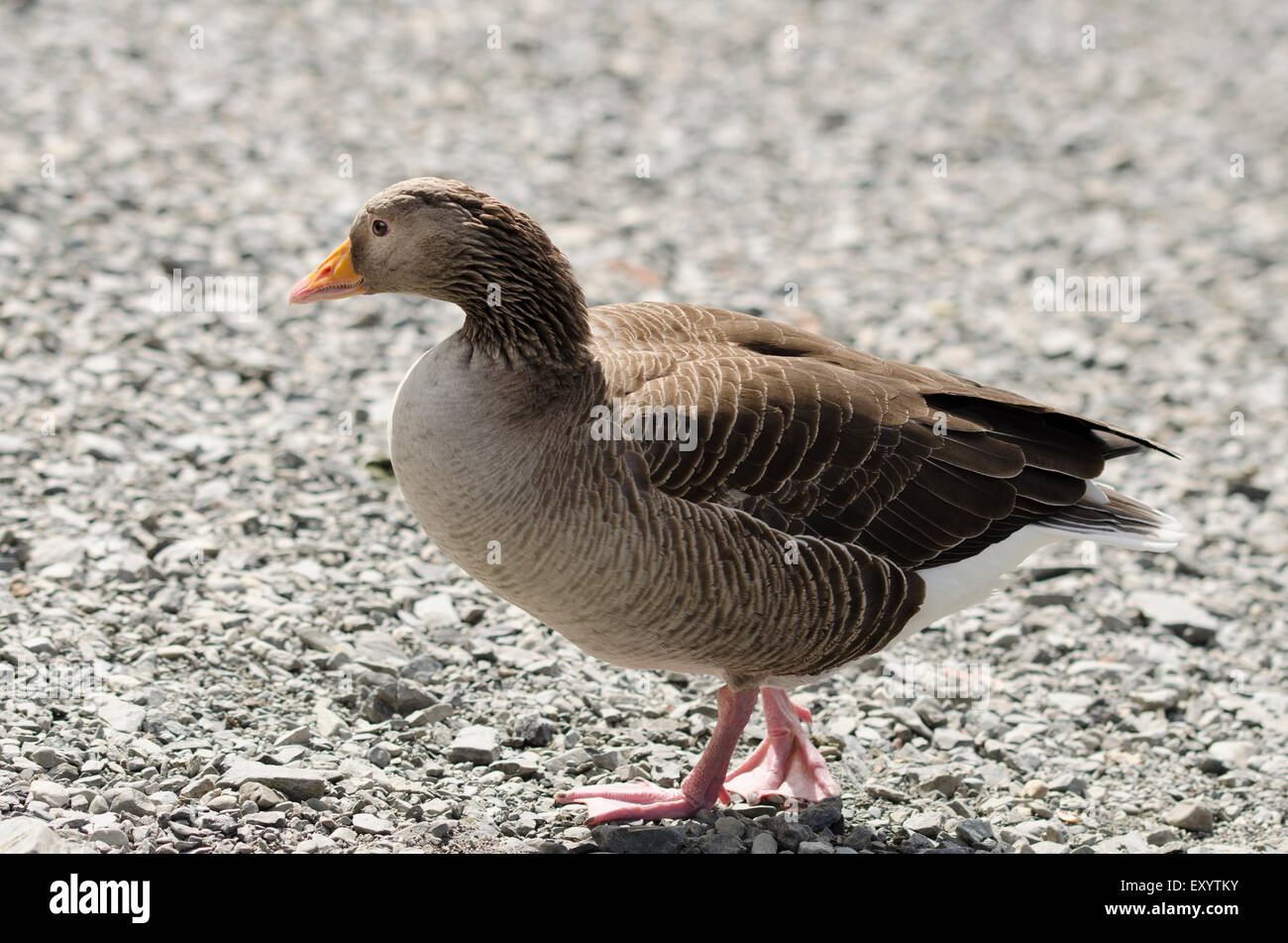 Greylag goose walking over a stony lakeside Stock Photo