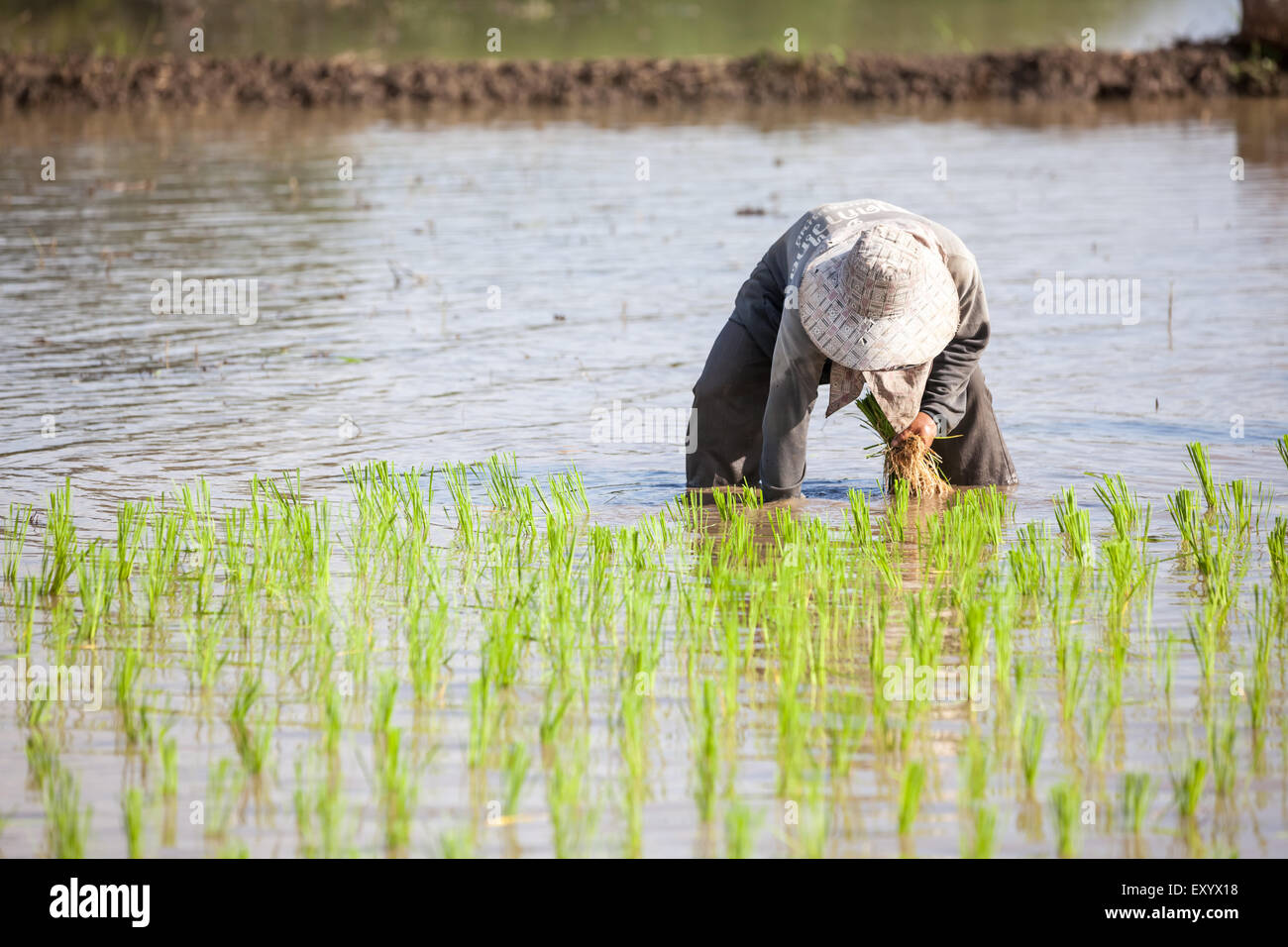 Man in rice field hi-res stock photography and images - Alamy