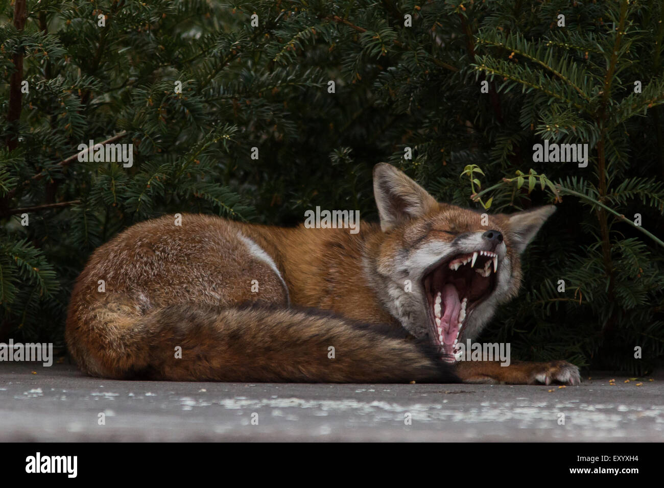 a city fox waking up on top of a garden shed stock photo 85436096