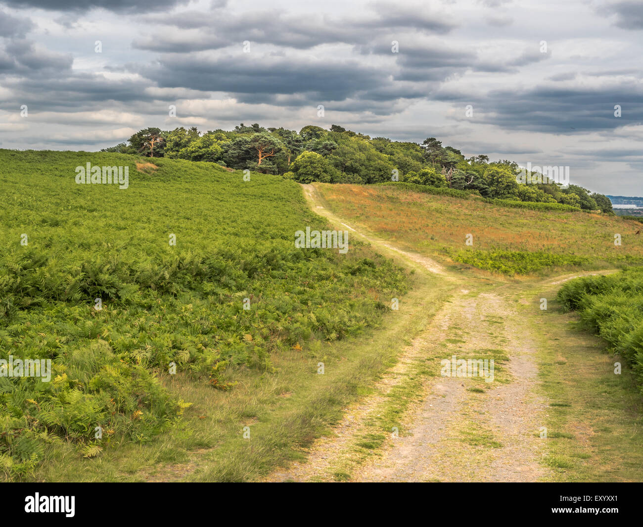 Bradgate Park in the UK Stock Photo Alamy