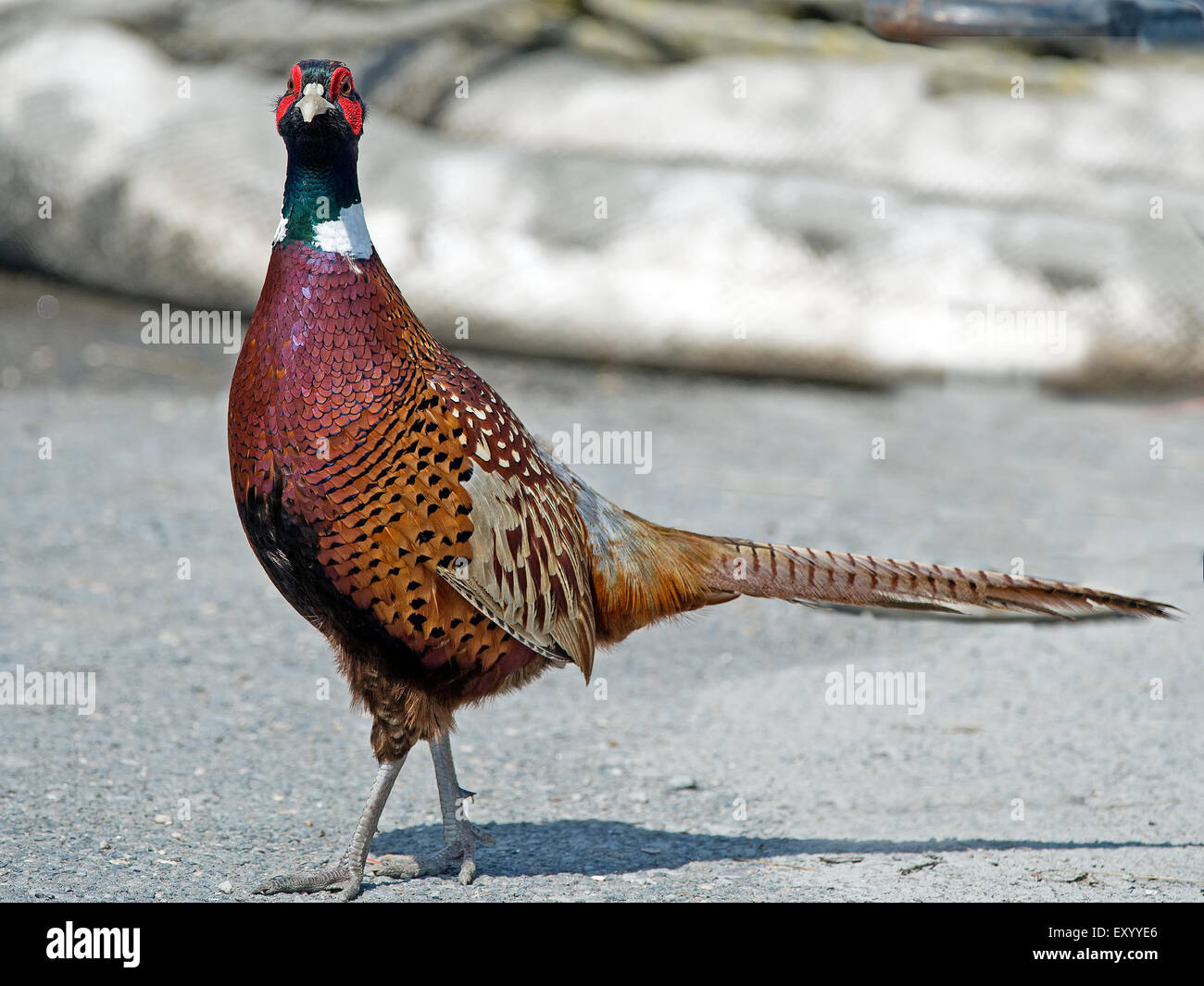 Ring-necked Pheasant in Road. Stock Photo