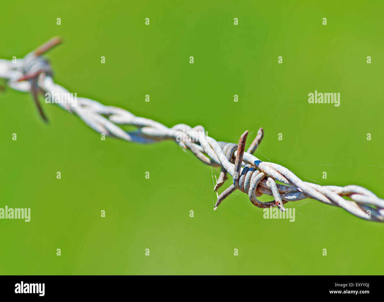 barb wire on green background Stock Photo - Alamy