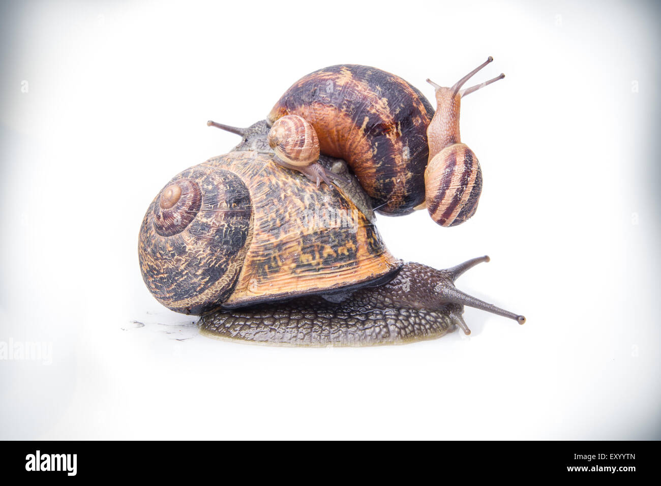 Garden snails, may sugest family values Stock Photo Alamy