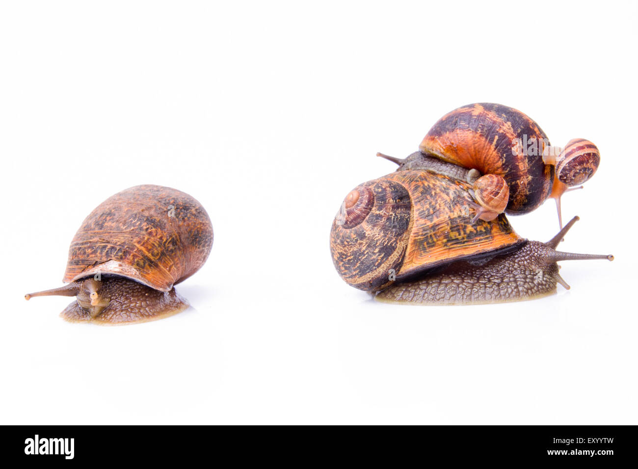 Garden snails, may sugest family values Stock Photo Alamy