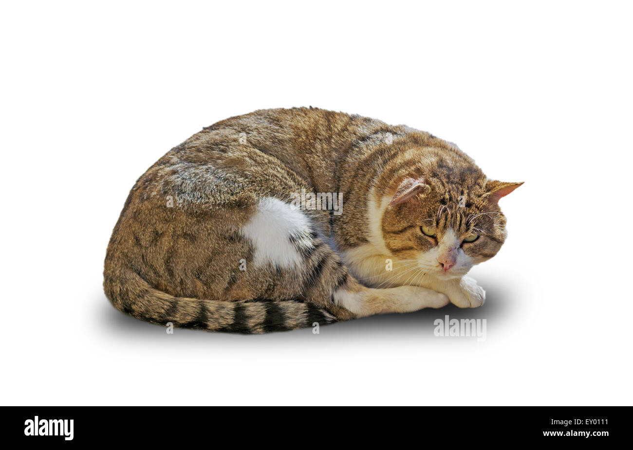 cat isolated on white background Stock Photo - Alamy
