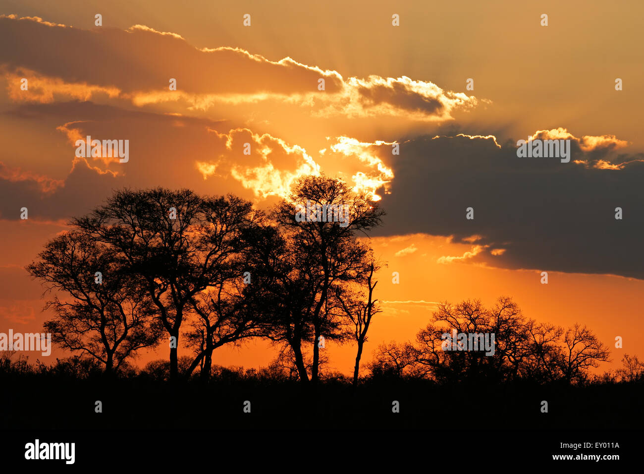 Sunset with silhouetted African savanna trees, Kruger National park, South Africa Stock Photo