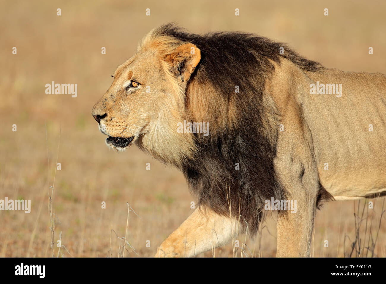 Big male African lion walking (Panthera leo), Kalahari desert, South Africa Stock Photo