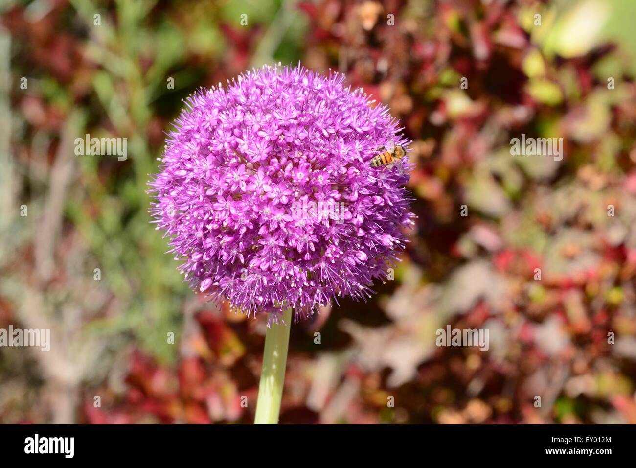 Purple Ball Flower being visited by a honey bee. Stock Photo