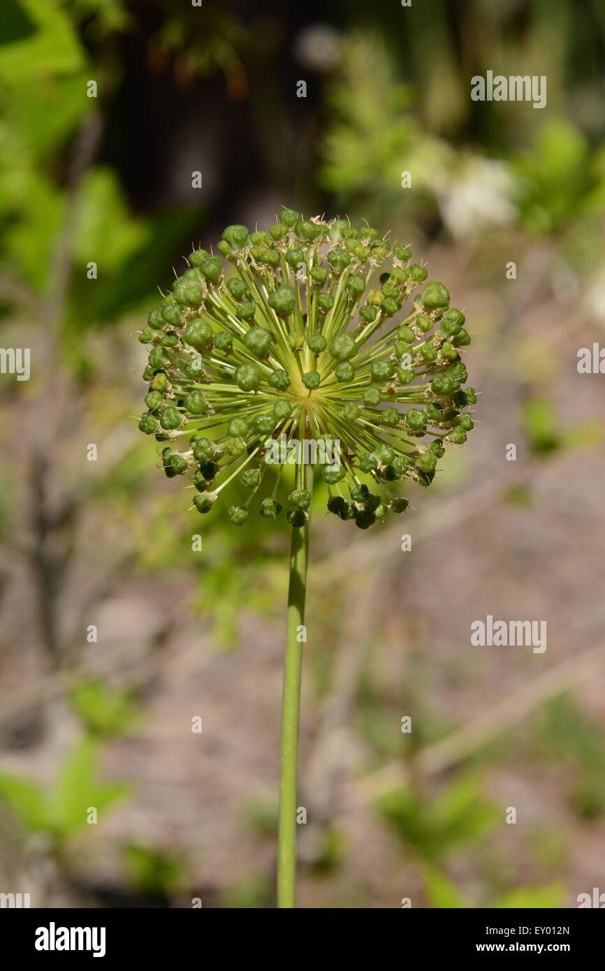 Allium plant before bursting out in bloom Stock Photo
