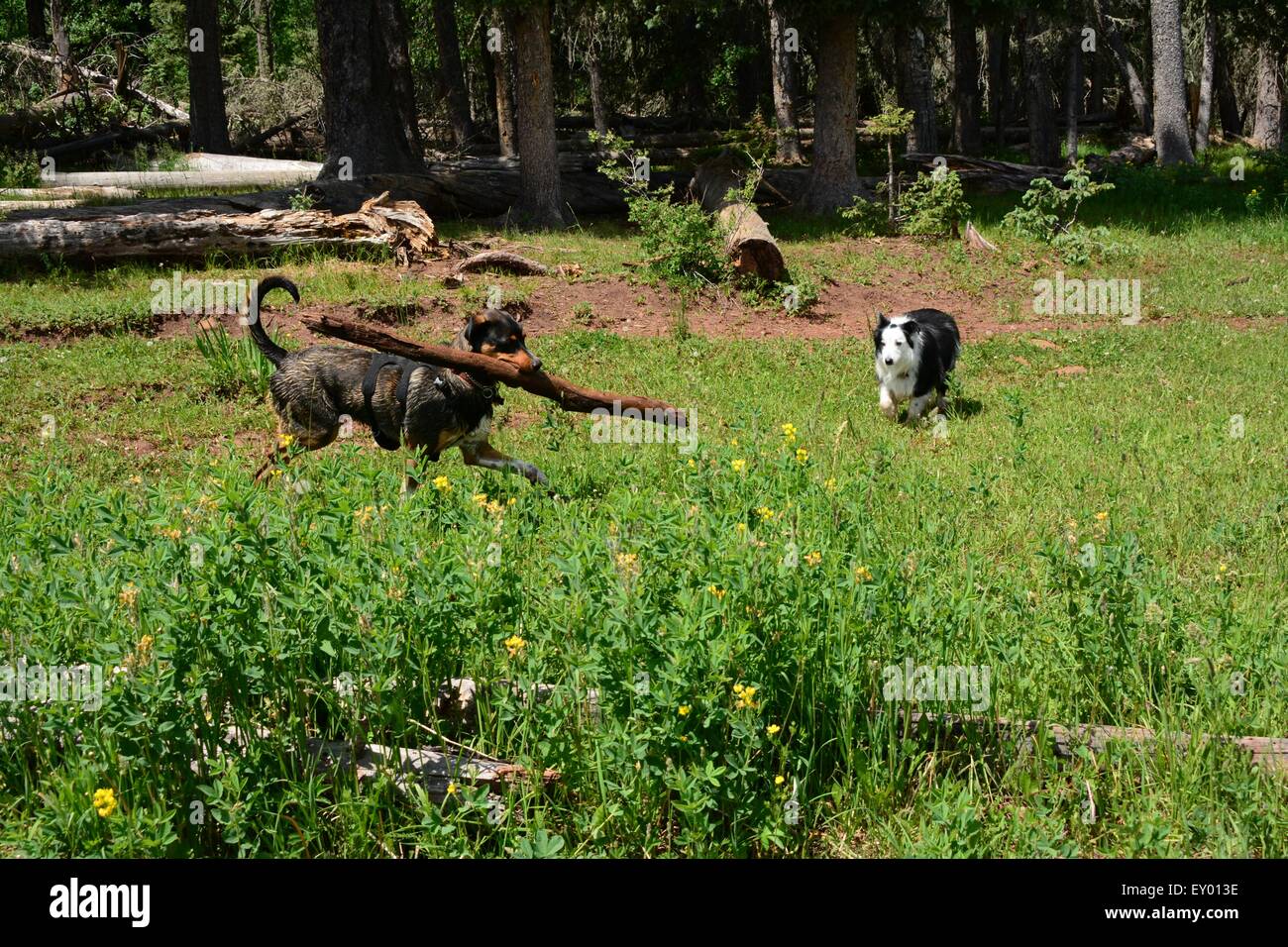 Dog prancing around with huge limb as another dog looks on.  New Mexico - USA Stock Photo