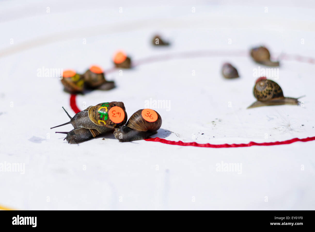 Snail Racing Team Congham, Norfolk, UK. 18th July, 2015. The World Snail Racing ...