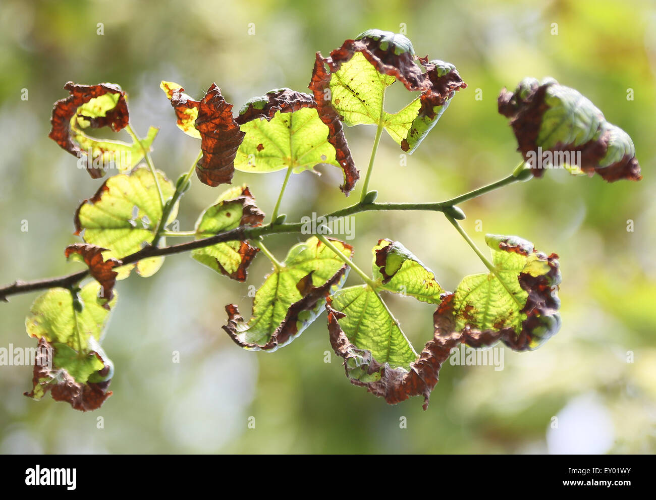 Berlin, Germany. 17th July, 2015. The leaves of a linden tree which has been damaged by weather in Schlosspark Glienicke in Berlin, Germany, 17 July 2015. During a press conference by the Technische Universitaet Berlin and the Stiftung Preussische Schloesser und Gaerten Berlin-Brandenburg, projects to ameliorate the threat to historic gardens from climate change were presented. Photo: Stephanie Pilick/dpa/Alamy Live News Stock Photo