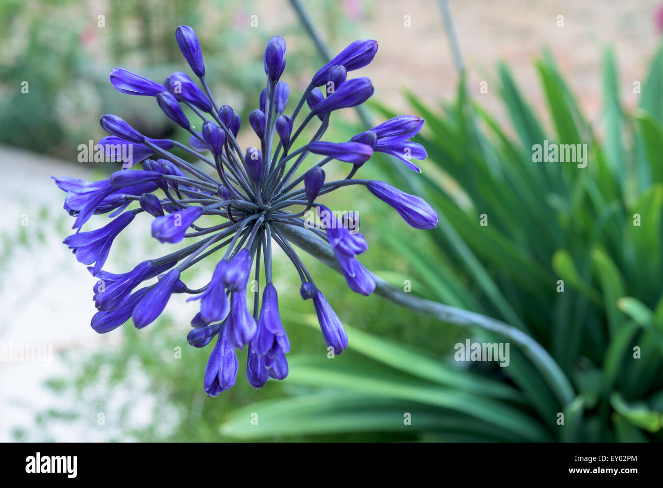 Blue Agapanthus flower in the garden. Stock Photo