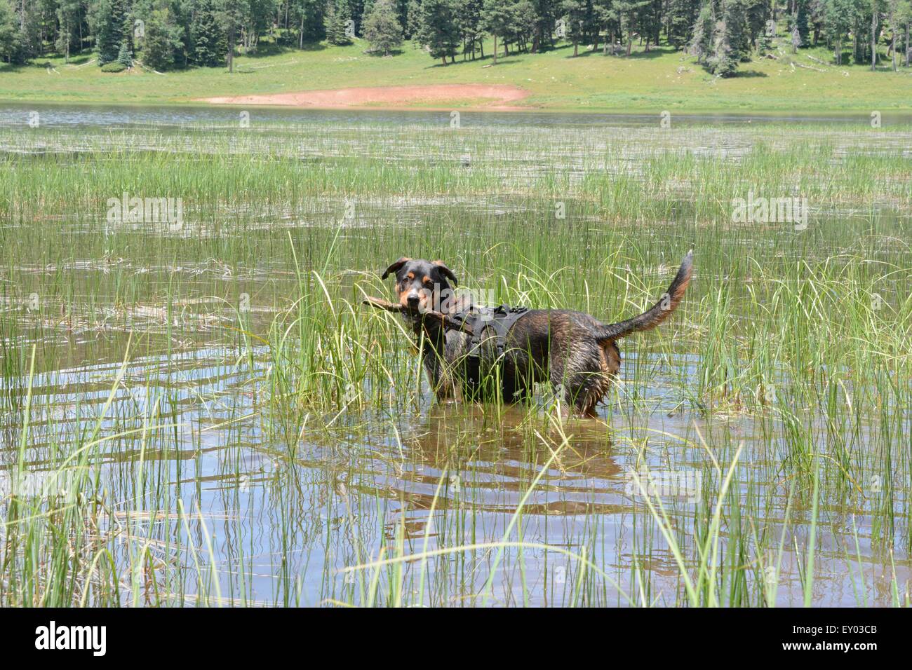 Luke in lake w/stick in his mouth Stock Photo
