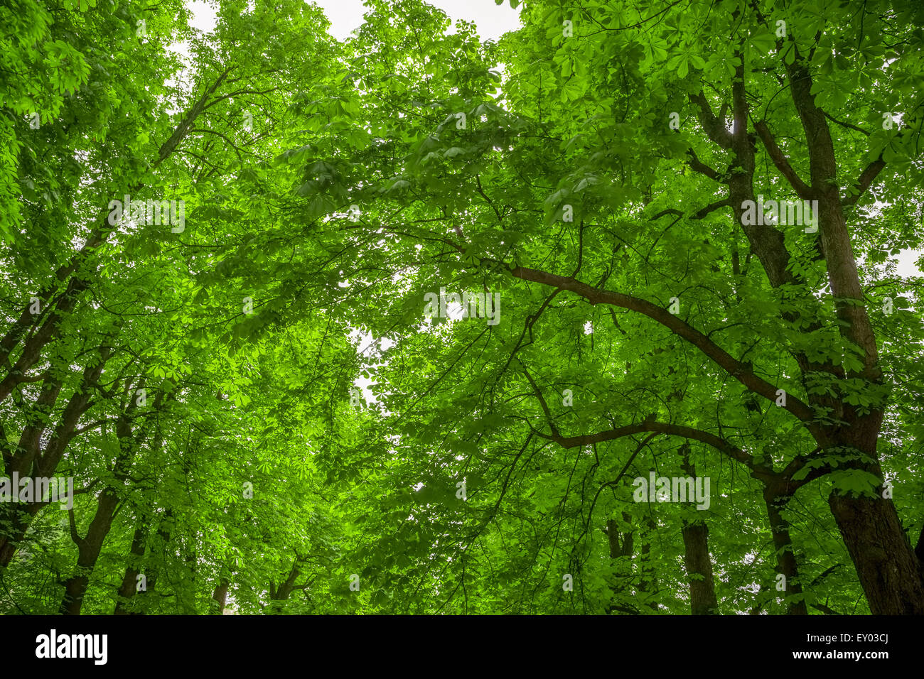 Lush green leafy trees hires stock photography and images Alamy
