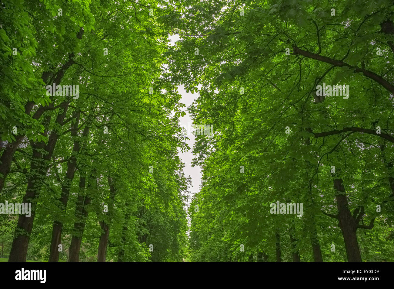 Lush green leafy trees hi-res stock photography and images - Alamy