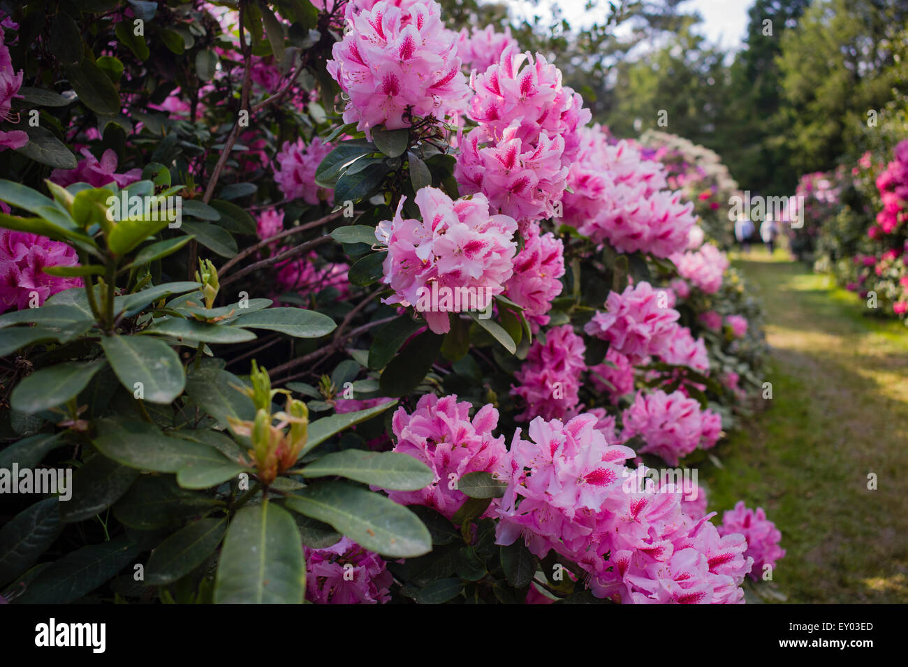 Rhododendron park Jansen Karlsbad Baden-Wrttemberg Germany Stock Photo -  Alamy