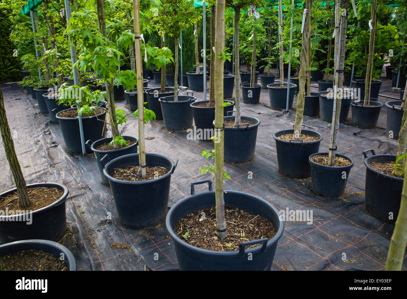 rhododendron dünger auch für hortensien Purgrün Rhododendrondünger 1 Liter