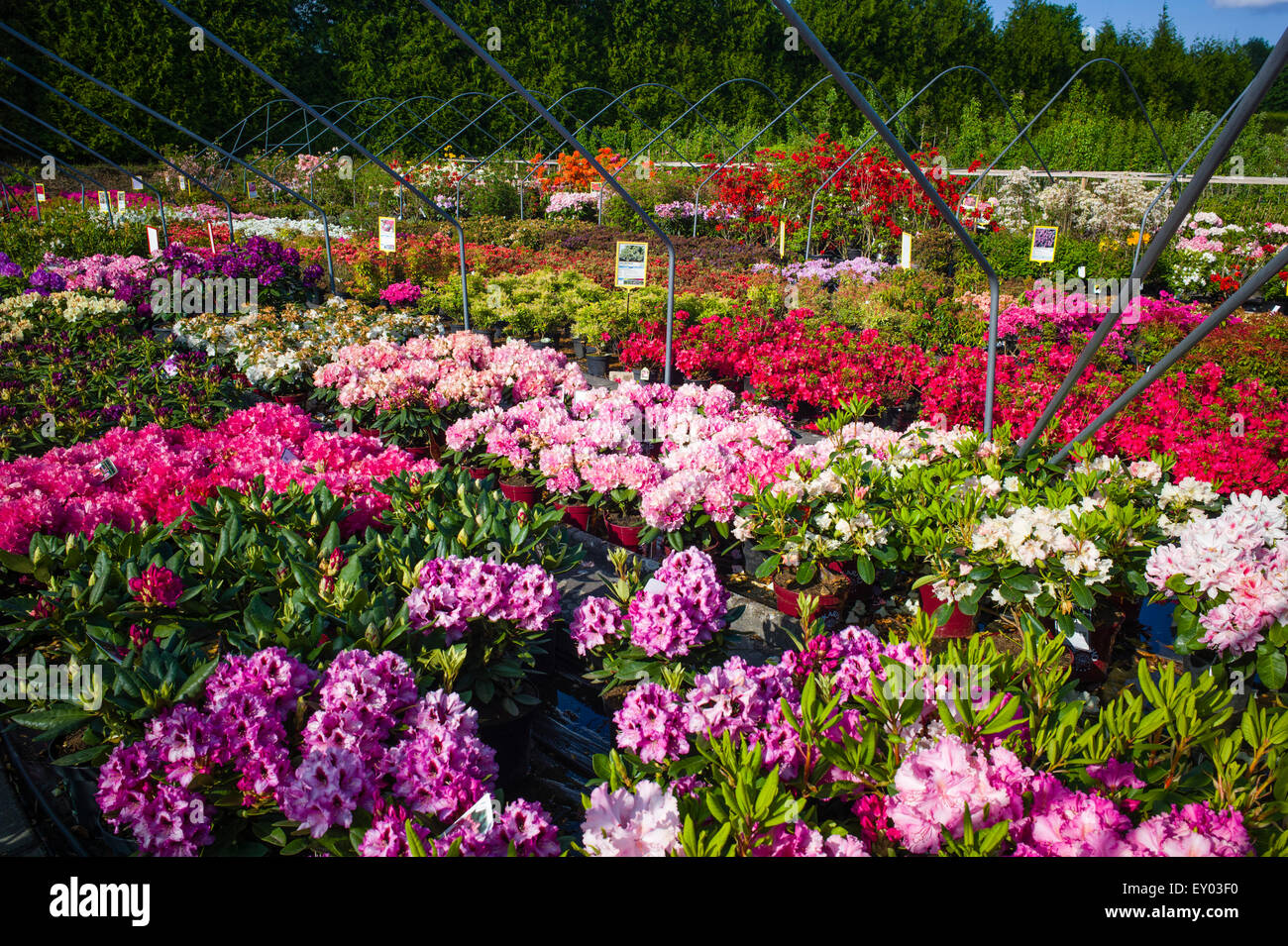 Rhododendron park Jansen Karlsbad Baden-Württemberg Germany Stock Photo -  Alamy