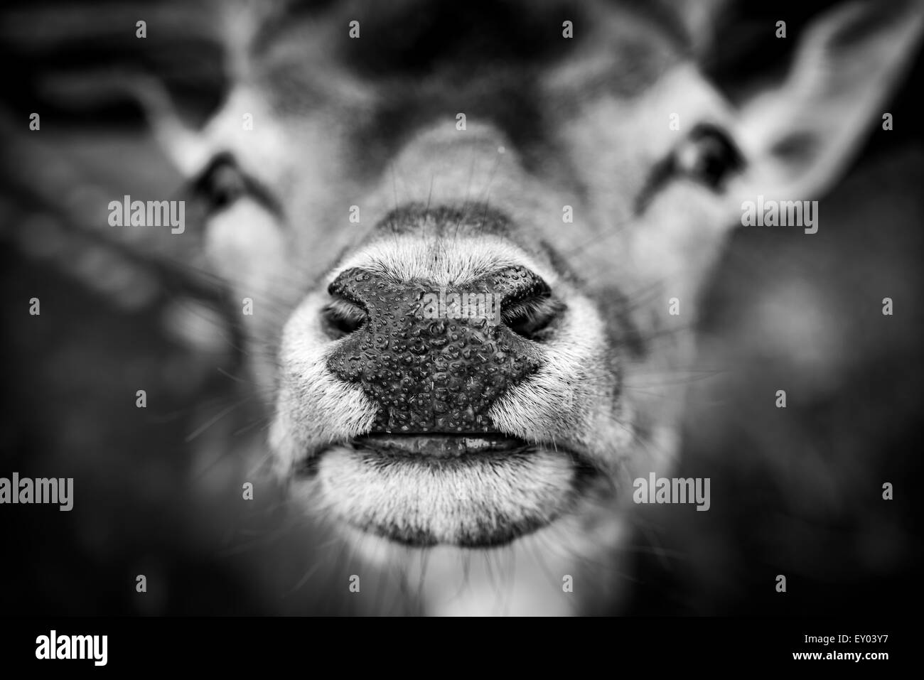 Deer nose Black and White Stock Photos & Images - Alamy