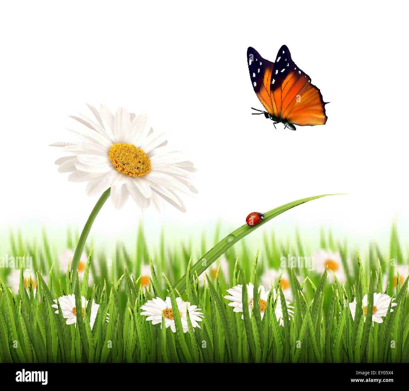Nature summer daisy flower with butterfly. Vector illustration Stock ...