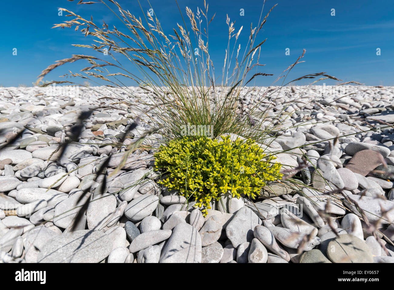 Biting stonecrop Sedum acre growing through grass on the North Wales coast Stock Photo