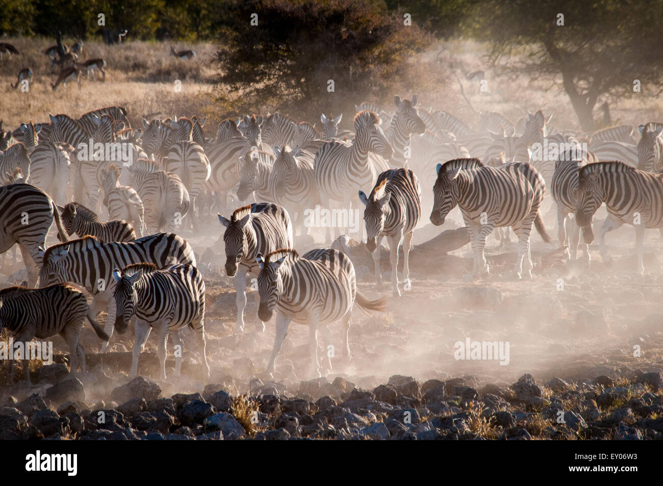 Herd or dazzle of Burchell's Zebras, Equus burchellii, coming to the Okaukuejo waterhole at dusk, Etosha National Park, Namibia, Africa Stock Photo