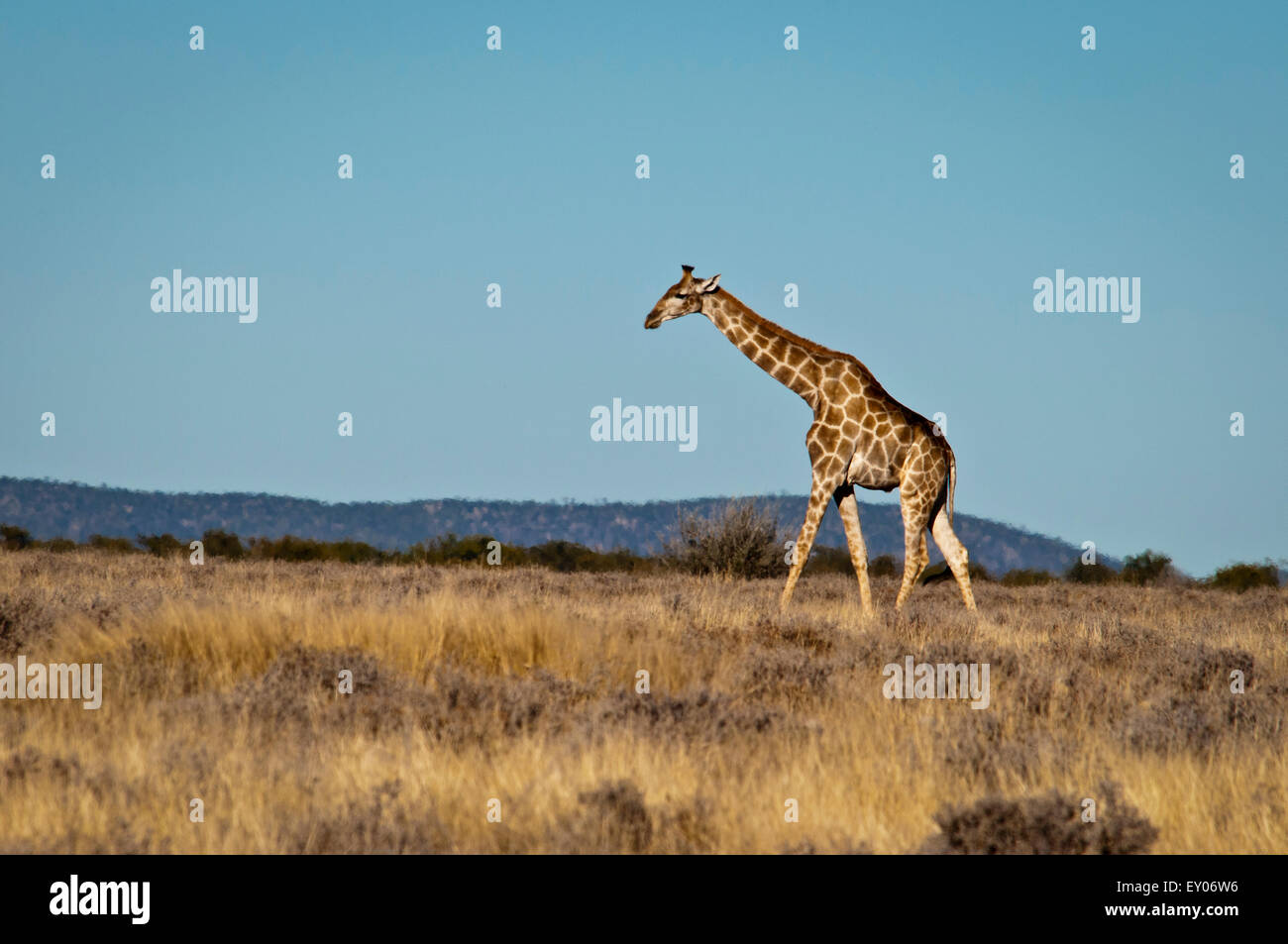 Solitary Giraffe, Giraffa camelopardalis, walking across a grassy plain in Etosha National Park, Namibia, Africa Stock Photo